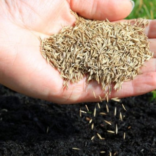 Grass Seed