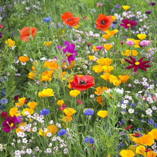 Wildflower Seed
